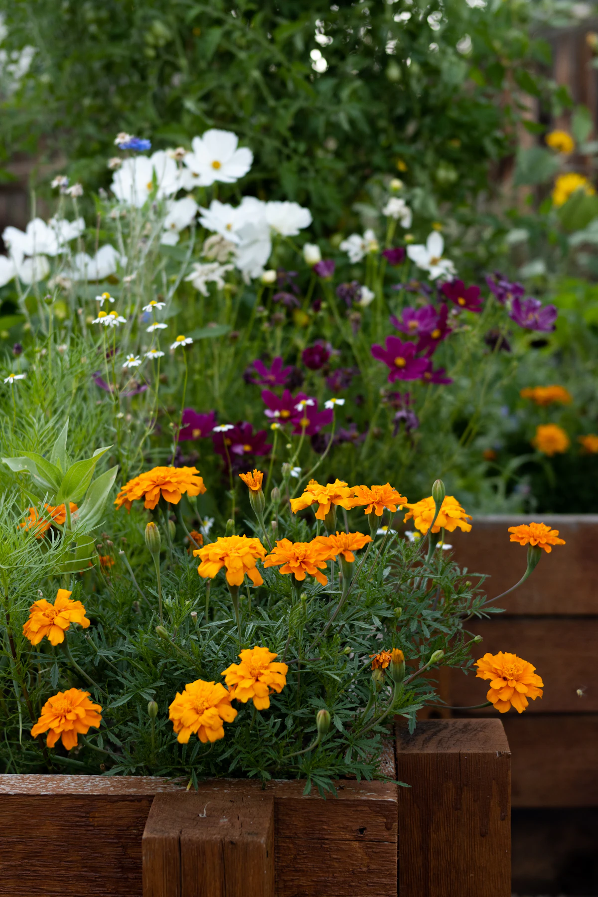 Orange and purple flowers growing in a garden bed