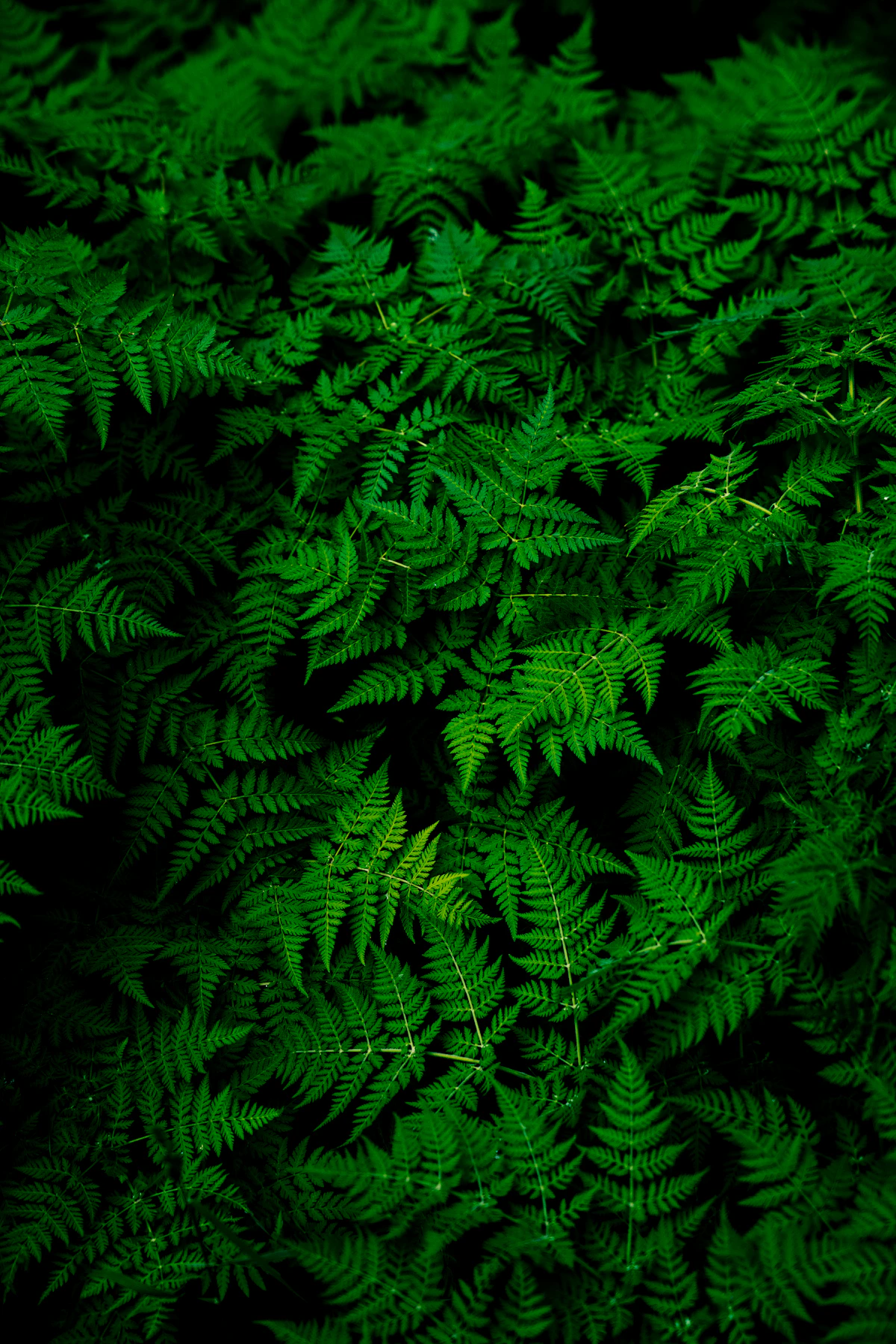 Layered green fern foliage